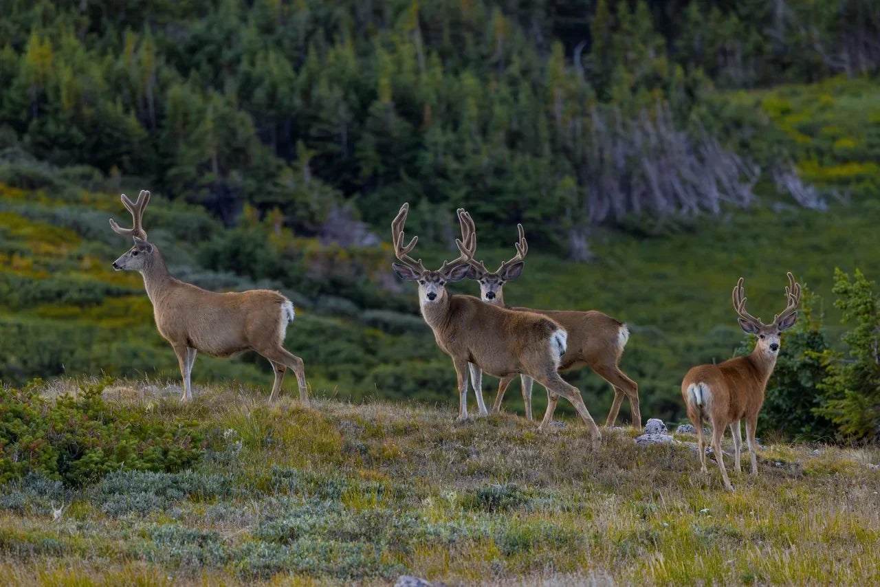 How To train for an archery mule deer hunt